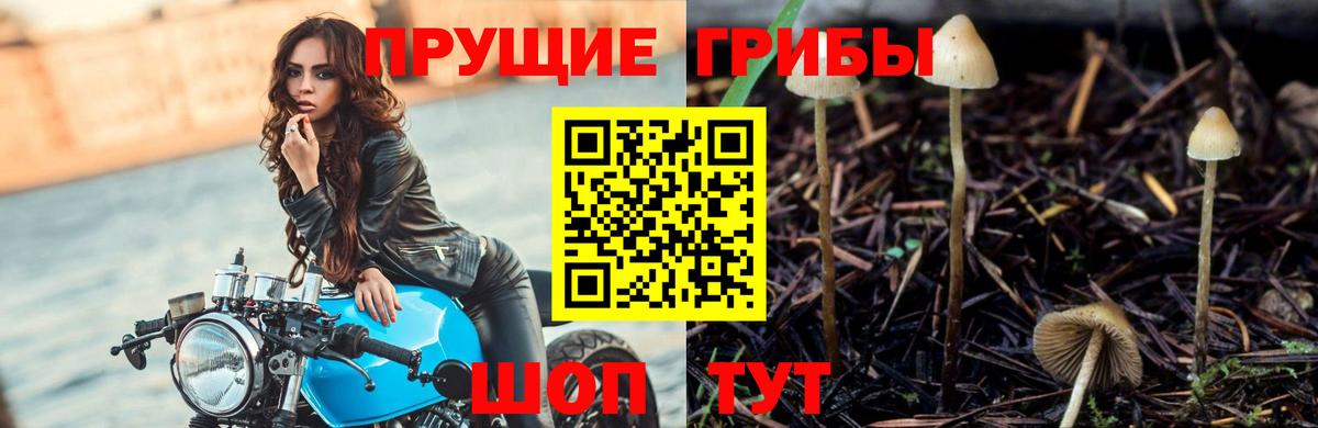 Железногорск  Псилоцибиновые грибы Cubensis  Вход с VPN 